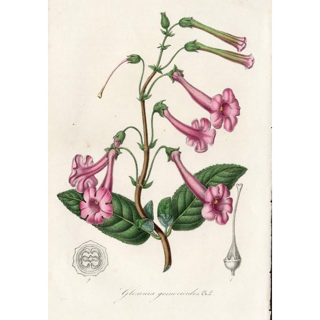 14 Van Houtte Botanicals! Hand Color c.1853 Set B For Sale - Image 13 of 15