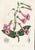 14 Van Houtte Botanicals! Hand Color c.1853 Set B For Sale - Image 13 of 15