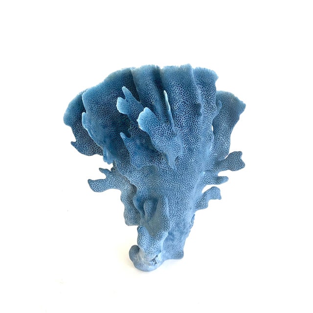 Natural Blue Coral specimen with a cut and polished base to protect surfaces. Each piece is cleaned and trimmed from its...