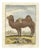 After Jacques de Sève, Bactrian Camel, 1769, Hand-Coloured Engraving For Sale