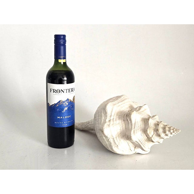 Offered is a horse conch natural shell specimen. It's a very soft beige/off white and the aperture (open side) is a soft...