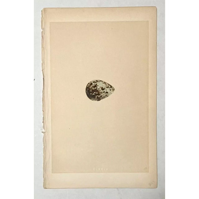 Up for sale is this beautiful chromolithograph from The Rev. Francis Orpen Morris's "A Natural History Of The Nests And...