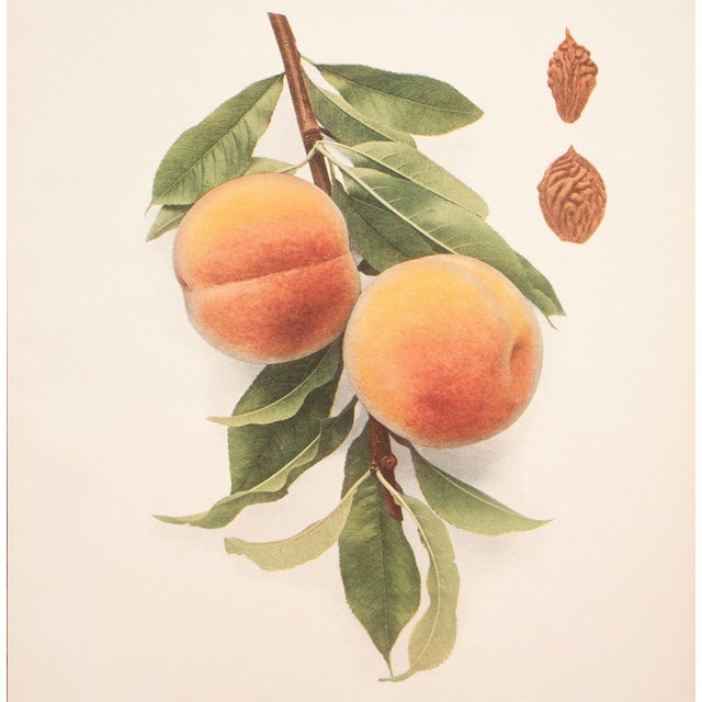 1900s U. P. Hedrick, Original Antique Photogravure of Champion Peaches For Sale - Image 4 of 7