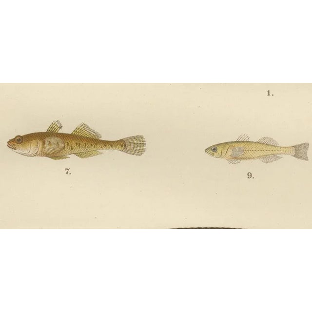 Spotted Wolffish, Broadhead Wolffish, and Gobies - Fascinating Scandinavian Fish Lithograph This striking 19th-century...