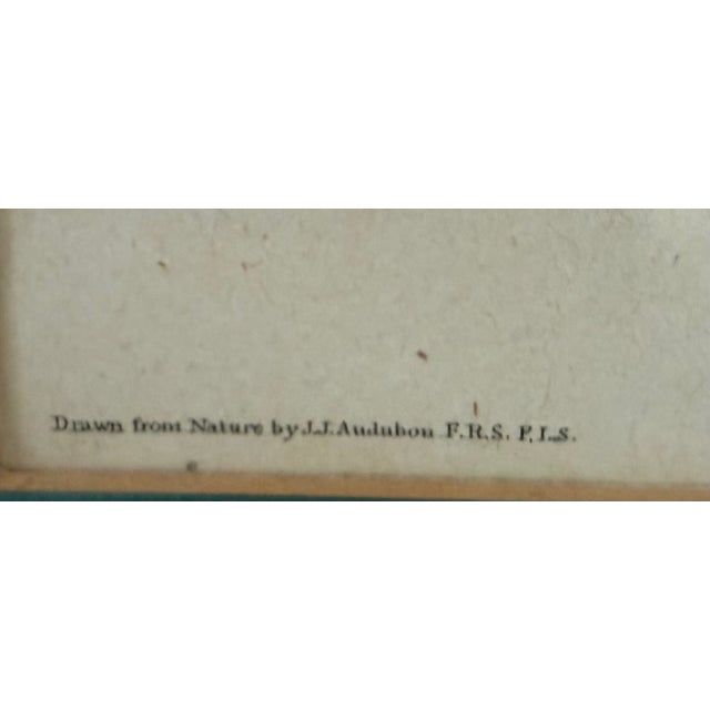 Printmaking Materials Pair of Vintage Framed Bird Illustration Lithographs by John James Audubon For Sale - Image 7 of 17