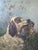 Realism Antique 19th Century Oil Painting Moody Dog Portrait English Setter Hunting Scene For Sale - Image 3 of 17