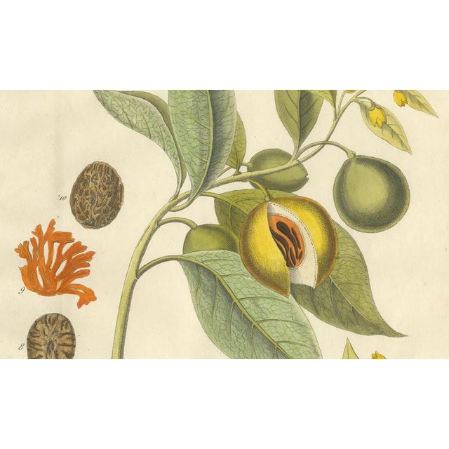 Myristica Aromatica, 1800s, Paper For Sale - Image 3 of 10