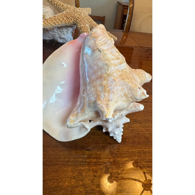Pink Large Conch Shell 7" X 8"" Nautical Decor Sea Shell Ocean Beach Pink White. For Sale - Image 8 of 16