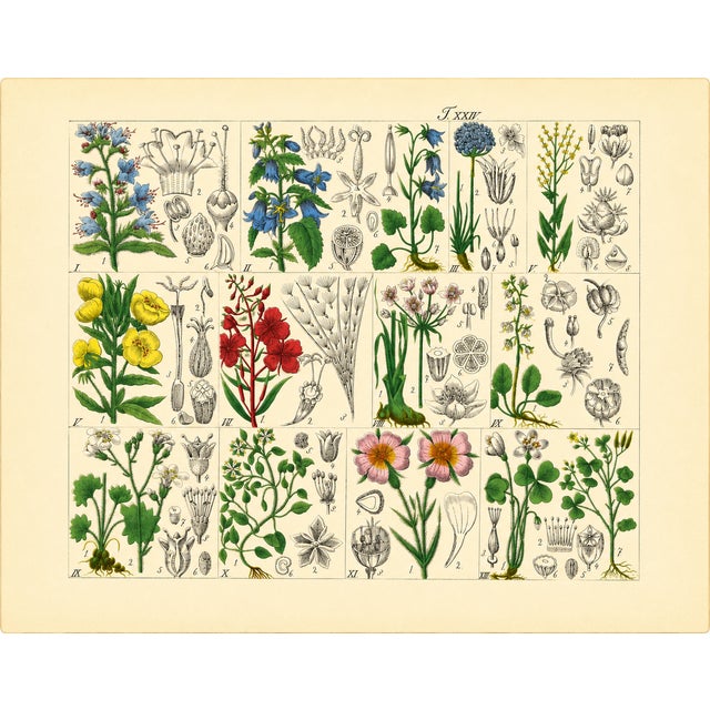 Paper Rare 1876 German Hand-Colored Botanical Plates From Büchner’s Pflanzen-Atlas — Set of 6 For Sale - Image 7 of 7