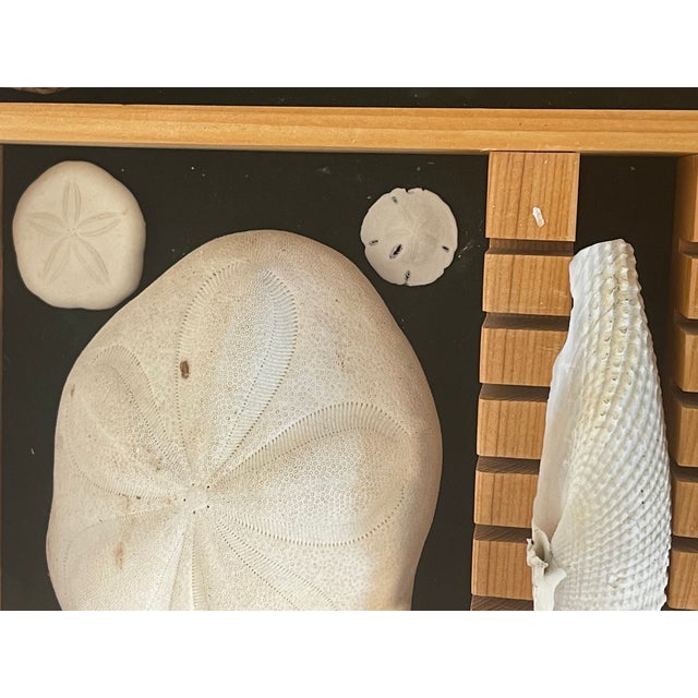 Shell Great Sea Shell Marine Specimens Collection in Wood Tray For Sale - Image 7 of 8