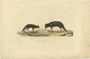 Artic Fox in Summer Coat, 1842, Paper