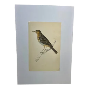 Antique Hand Tinted Bird Print From England Featuring a Tree Pipit - Circa 1888