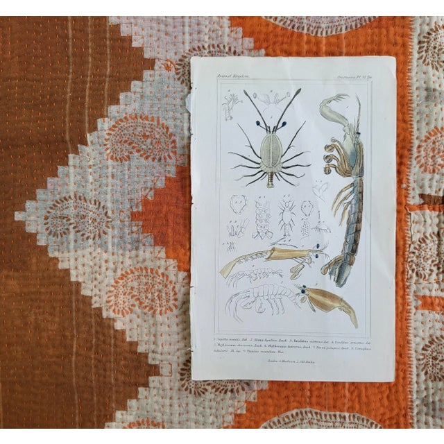 An original antique engraving of Shrimp/Crustacea by Georges Baron Cuvier. It was published by G. Henderson for Cuvier's...