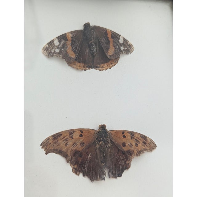 Vintage Taxidermy Butterflies Framed in an Oil Drop Frame For Sale - Image 4 of 14