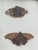 Vintage Taxidermy Butterflies Framed in an Oil Drop Frame For Sale - Image 4 of 14