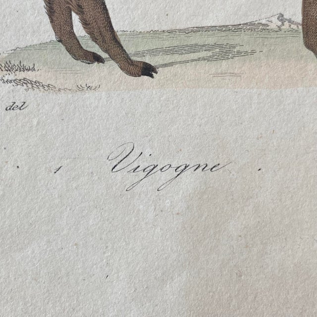 18th Century French Antique 18th Century "Lama" Animal Engraving Hand Colored Signed Artwork For Sale - Image 5 of 9