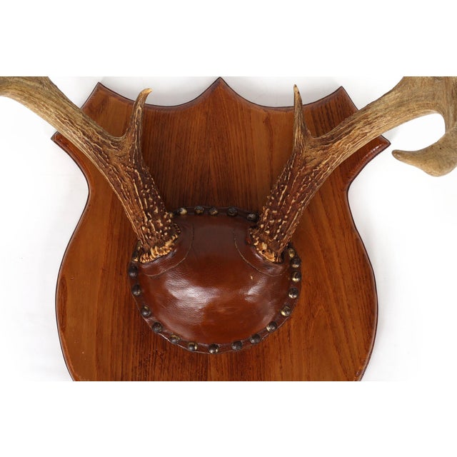 1970s Set of 4 Vintage Mounted Deer Antlers With Leather and Brass Tacks For Sale - Image 5 of 15