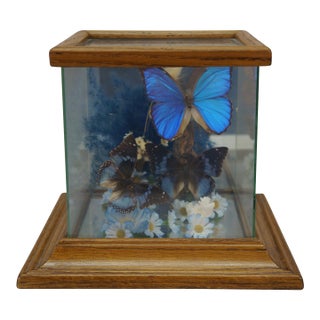 Vintage Floral Butterfly Taxidermy Apothecary Shadow Box Display Case Specimen For Sale