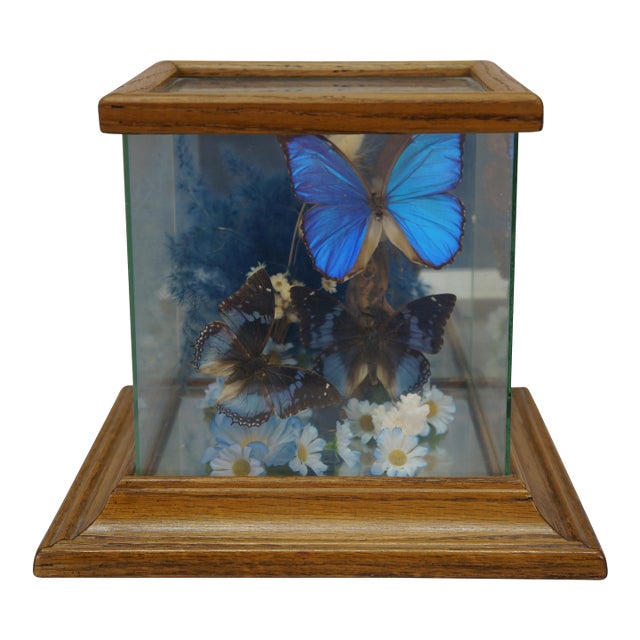 Vintage Floral Butterfly Taxidermy Apothecary Shadow Box Display Case Specimen For Sale