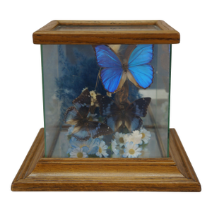 Vintage Floral Butterfly Taxidermy Apothecary Shadow Box Display Case Specimen