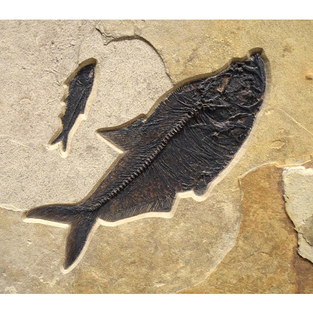 15th Century & Earlier Fossil Fish Triptych 8006abc For Sale - Image 5 of 8
