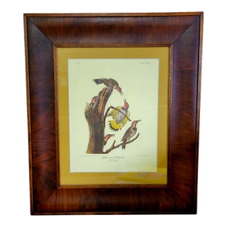 Mid 20th Century After John James Audubon Vintage Woodpecker Print in Antique Frame For Sale