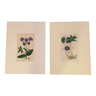 Early 19th Century Hand Colored Botanical Prints by Ridgeway - a Pair For Sale