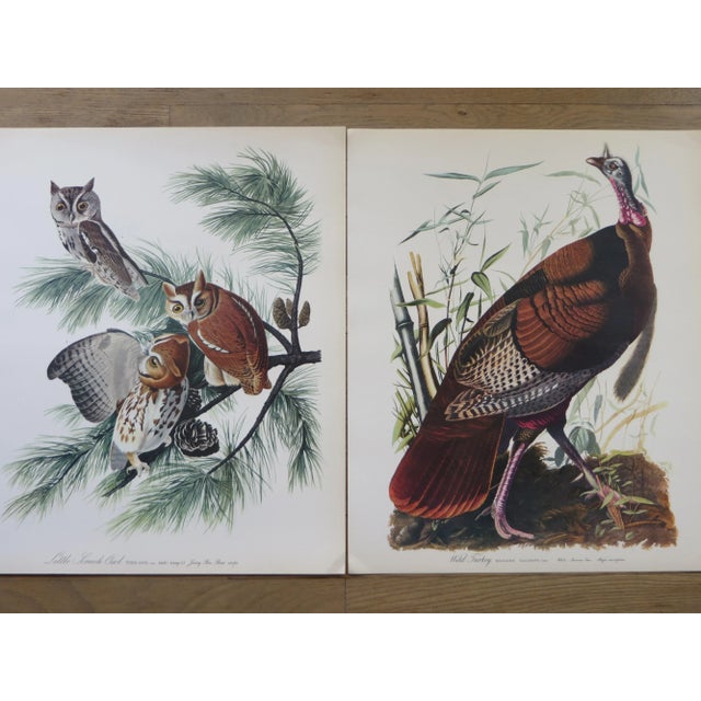 Realism 1964 "The Audubon Folio" Original Edition Set of Bird Study Prints Text Book by George Dock Jr. For Sale - Image 3 of 13