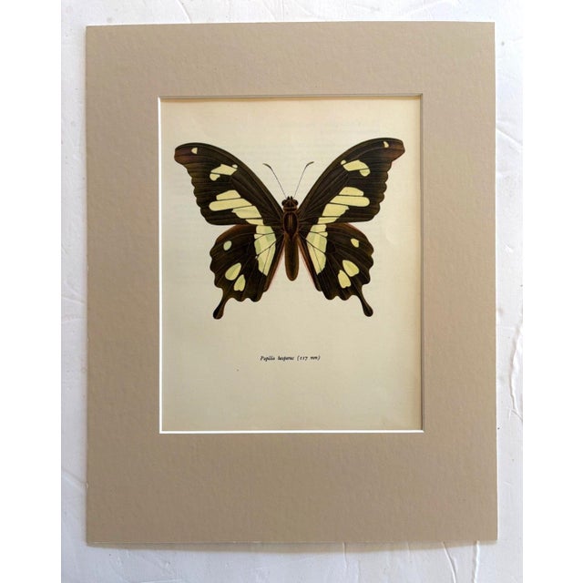 Realism Vintage 1965 Butterfly Print in 11x14 Mat: Papilio Hesperus (Westwood), EUC For Sale - Image 3 of 3