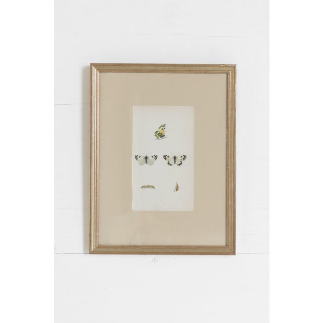 19th Century 19th C. Hand Colored Butterfly Engravings From England - Set of 4 For Sale - Image 5 of 9