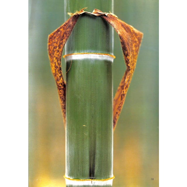"The World of Bamboo" 1981 Takama, Shinji [Photographed By] For Sale - Image 9 of 12