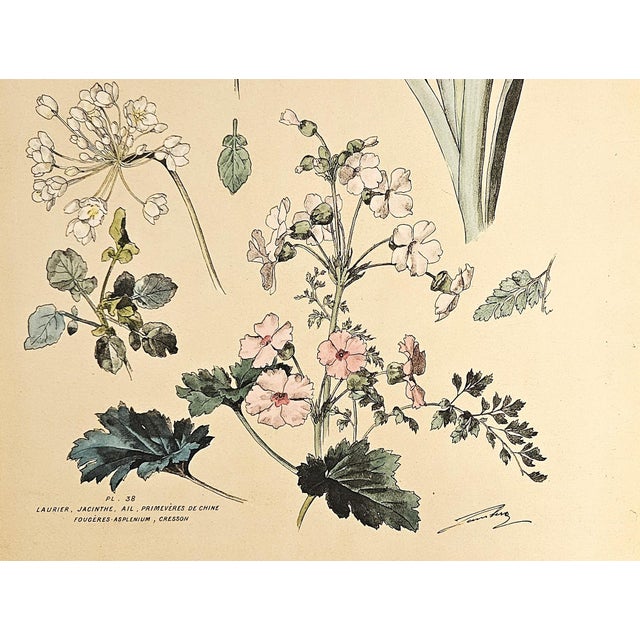 Art Nouveau 1880s Large Rare French Antique Hand-Colored Chromolithograph by Henri Lambert-Hyacinths, Laurel, Primrose, Asplanium Fern For Sale - Image 3 of 3