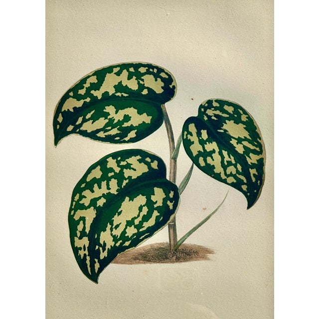 Late 19th Century Set of 6 Botanical Leaf Prints | Hand-Colored Antique Plant Engravings | by Lowe, C. 1890 For Sale - Image 5 of 6