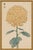 Chrysanthemum by Keika Hasegawa, Vintage Japanese Botanical Art Print, 40" X 60" For Sale In Buffalo - Image 6 of 8