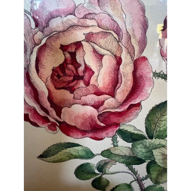 A Hand Colored Engraving of Pink Roses For Sale - Image 9 of 15