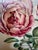 A Hand Colored Engraving of Pink Roses For Sale - Image 9 of 15