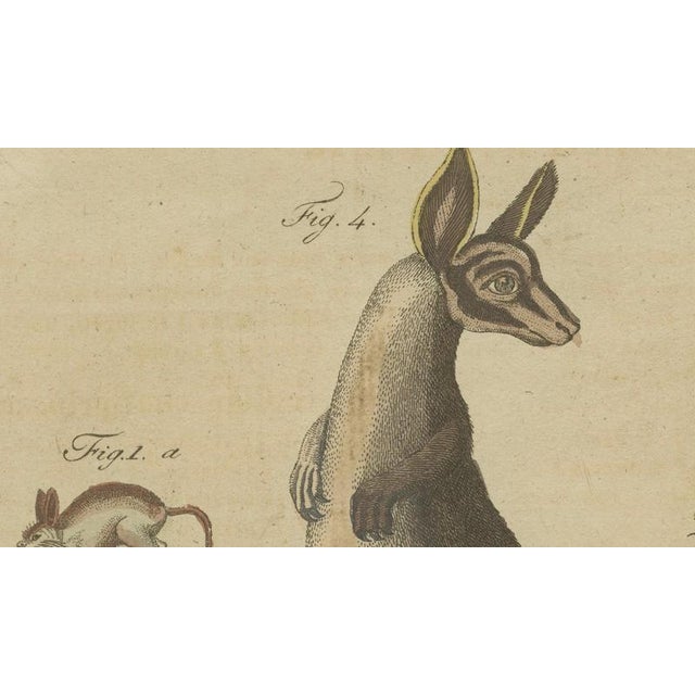 Bertuch, Kangaroo, Wallaby & Hopping Mammals, 1795, Engraving For Sale - Image 9 of 10