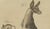 Bertuch, Kangaroo, Wallaby & Hopping Mammals, 1795, Engraving For Sale - Image 9 of 10