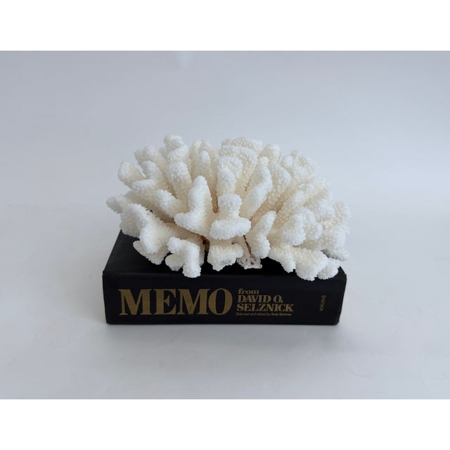 Natural white Cluster Coral specimen with cut and polished base to protect surfaces. This particular piece displays well...
