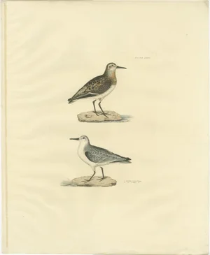 Selby, Ornithological Study: Seasonal Plumage of the Sanderling, 1826, Print