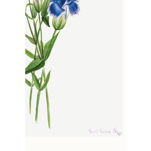 Fringed Gentian, Vintage Botanical Art Print Reproduction by Mary Vaux Walcott, 16" X 24" For Sale - Image 9 of 9
