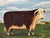 English Hereford Bull Oil Painting in the Manner of William Henry Davis – Framed British Pastoral Cattle Portrait Overview...