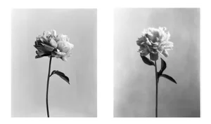 Poeny no.3 and Poeny no.4 Floral Photography 8x10 2023