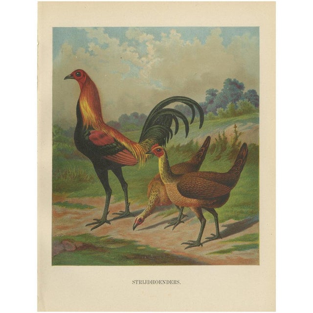 Game Fowl, 1888, Lithograph on Paper For Sale - Image 10 of 10