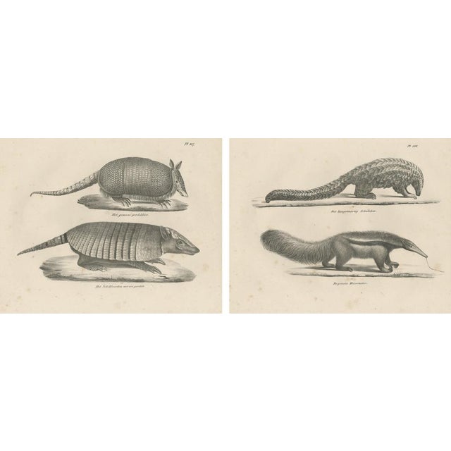 Schinz, Armadillo, Pangolin & Anteater, Lithographs, 1830, Set of 2 For Sale - Image 9 of 9