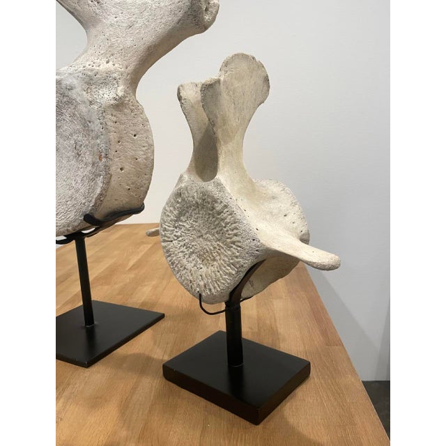 Metal Vintage Whale Vertebrae Bones, Set of Three. For Sale - Image 7 of 8