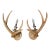 Pair of Faux Antler Wall Sconces For Sale