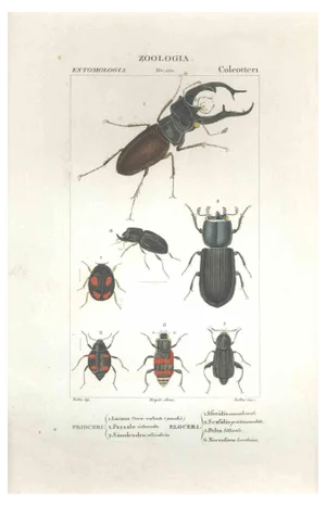 Pierre Jean François Turpin, Coleoptera, Etching, 1831