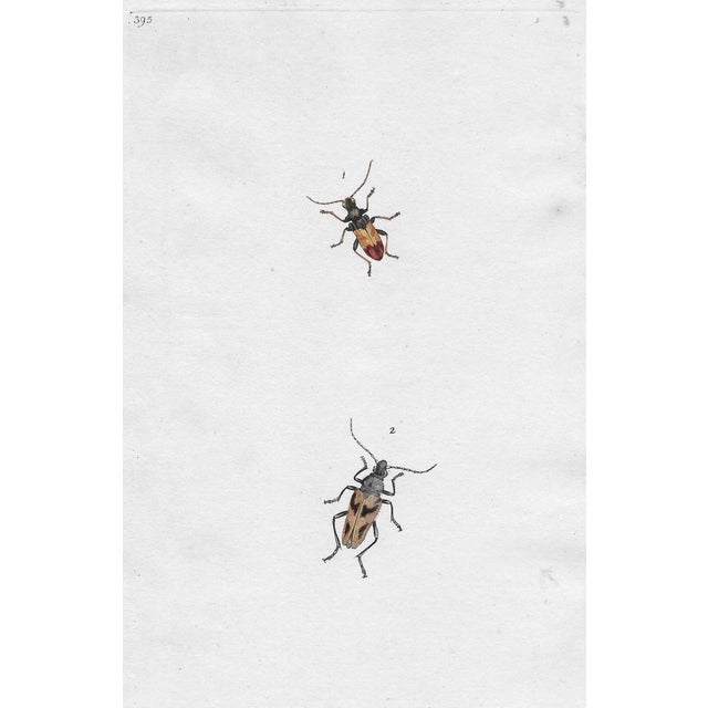 Antique Insect Handcolored Engraving | Chairish
