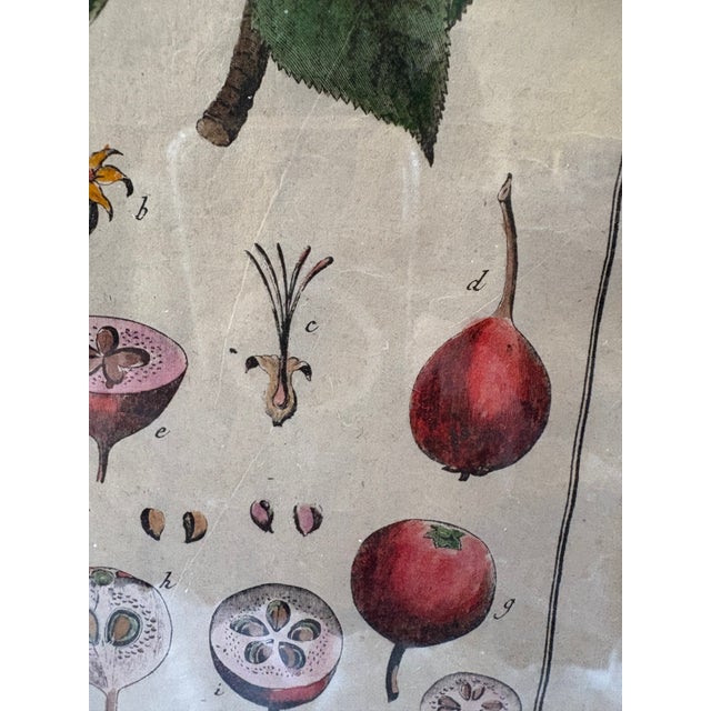 Pair of Hand Colored 19th C Engravings of Fruit For Sale - Image 12 of 18